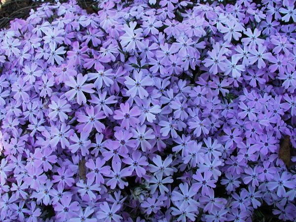 Phlox Subulata &