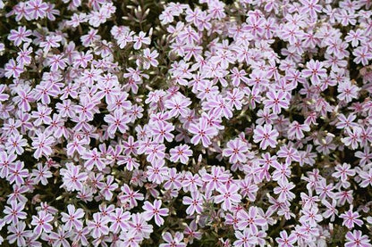 Phlox Subulata &