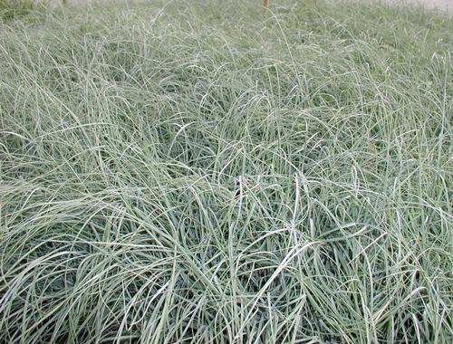 Grass: Carex Flacca &