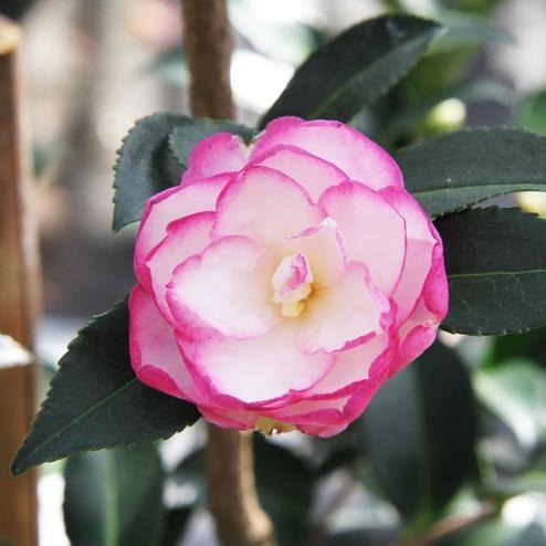 Leslie Ann Camellia Sasanqua-Exceptional Bi Colored Blooms