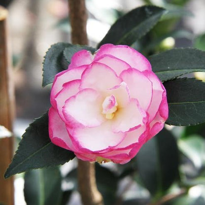 Leslie Ann Camellia Sasanqua-Exceptional Bi Colored Blooms