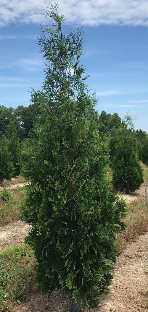 Greeen Splendor Arborvitae