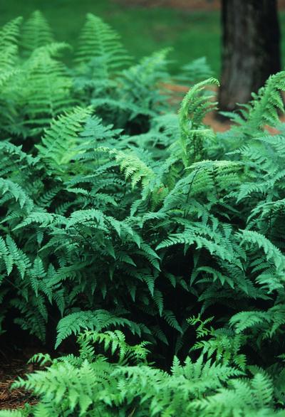 Athyrium Filix-Femina, Lady Fern