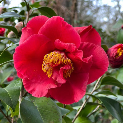 Camellia Dr J.C. Raulston-Gorgeous Large,Semi-Double,Hot Red Blooms