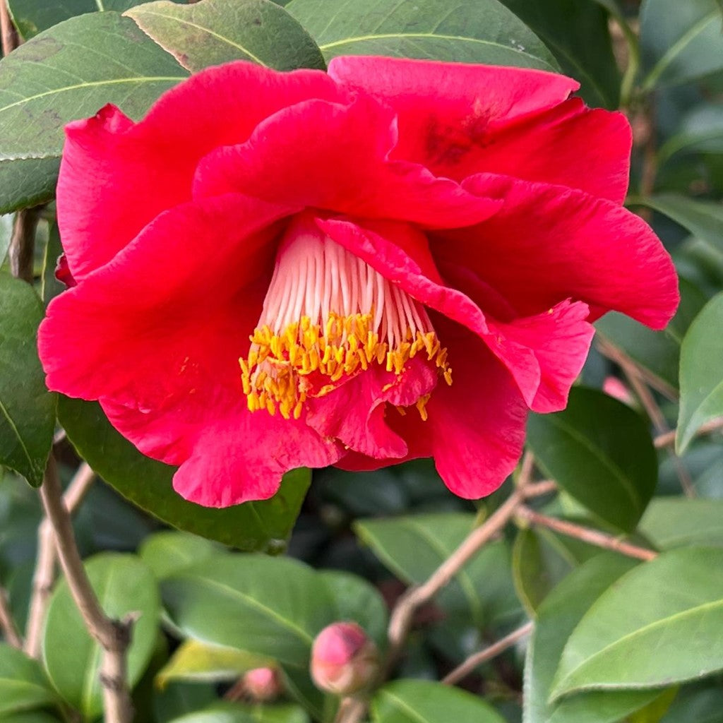 Camellia Dr J.C. Raulston-Gorgeous Large,Semi-Double,Hot Red Blooms