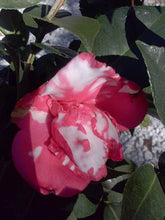 Camellia Daikagura-Showy Pink Blooms