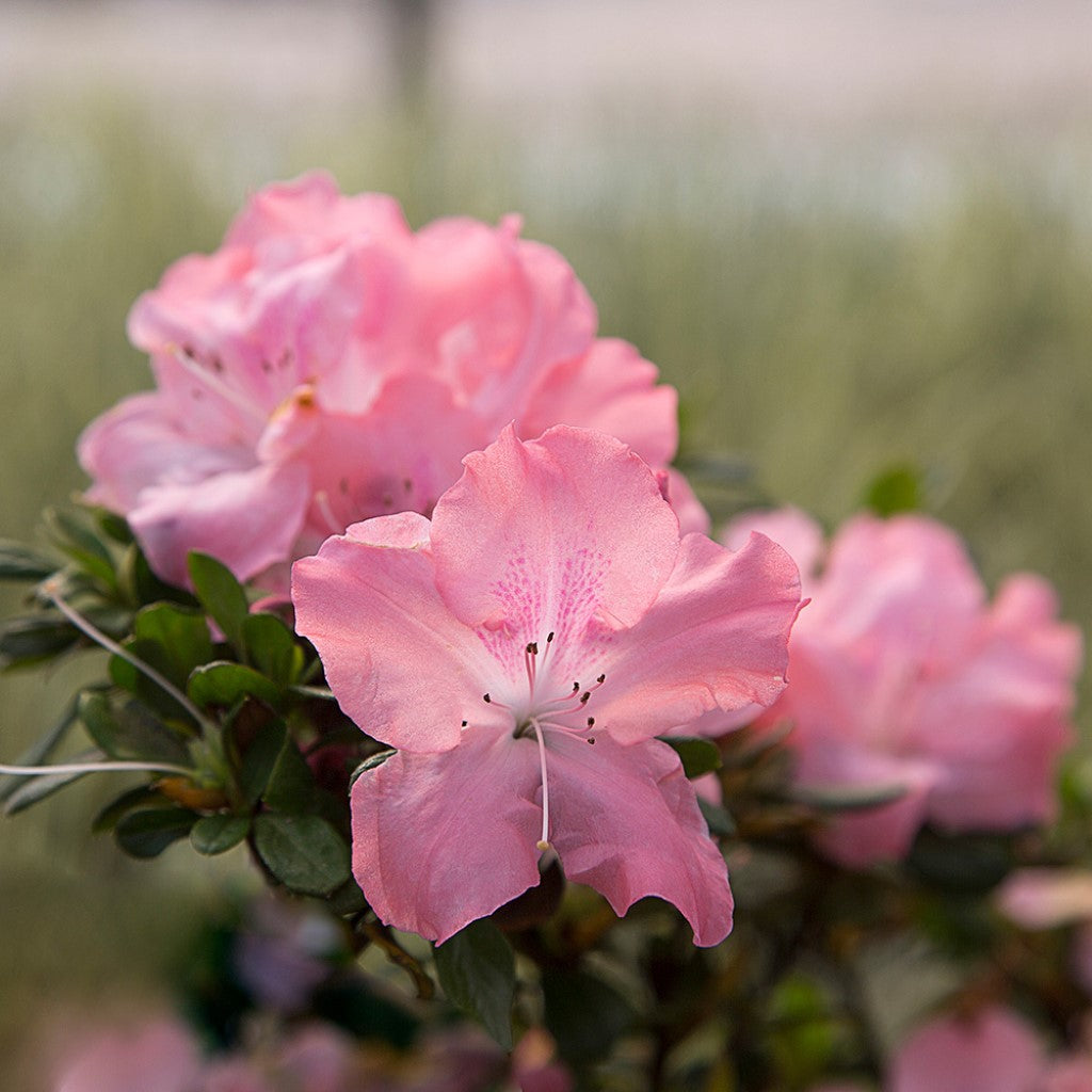 Autumn Debutante Encore Azalea