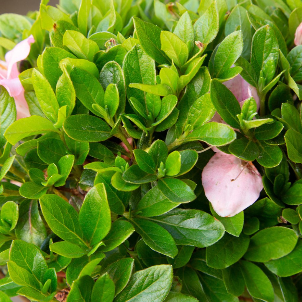 Autumn Debutante Encore Azalea