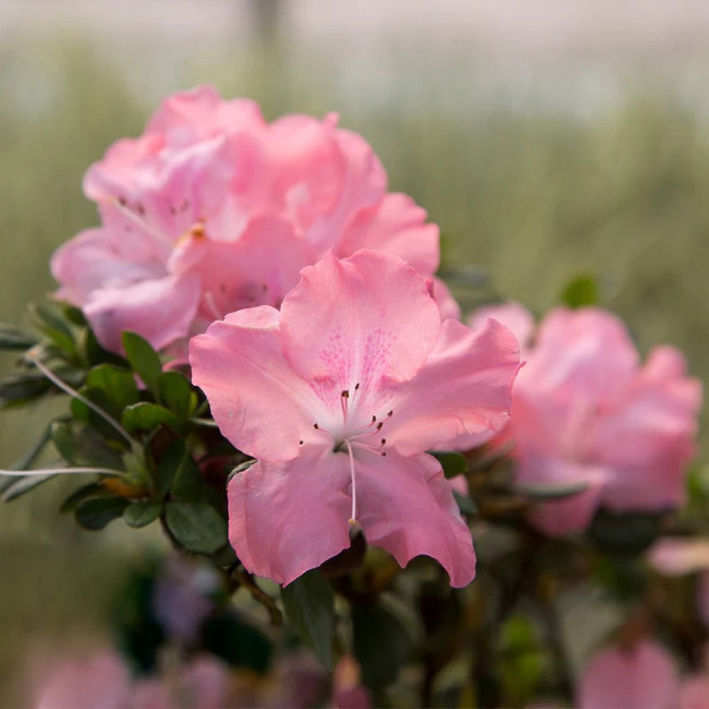 Autumn Debutante Encore Azalea