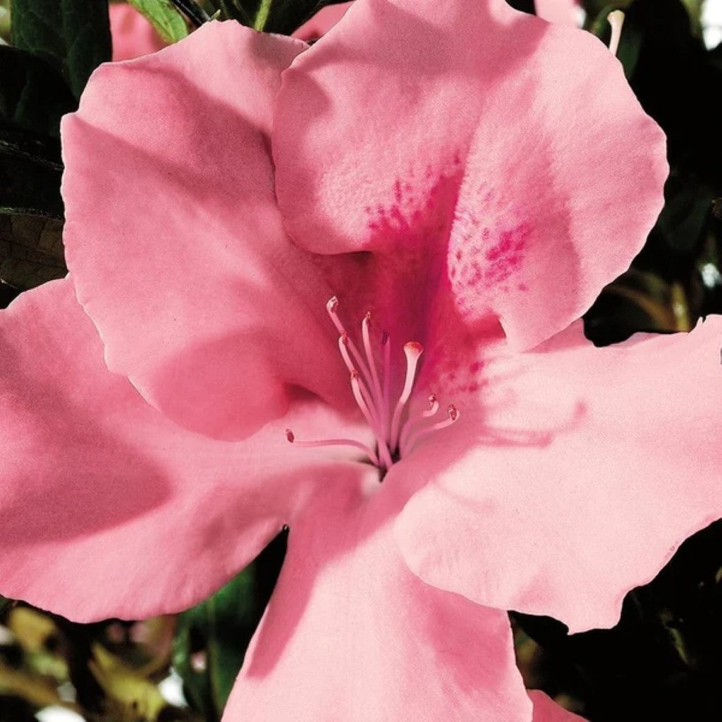 Autumn Debutante Encore Azalea