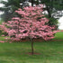 Cherokee Brave Dogwood Tree- Gorgeous Rose Red Flowers In Spring, Vibrant Red Berries, Green Leaves Turn Crimson In Fall.