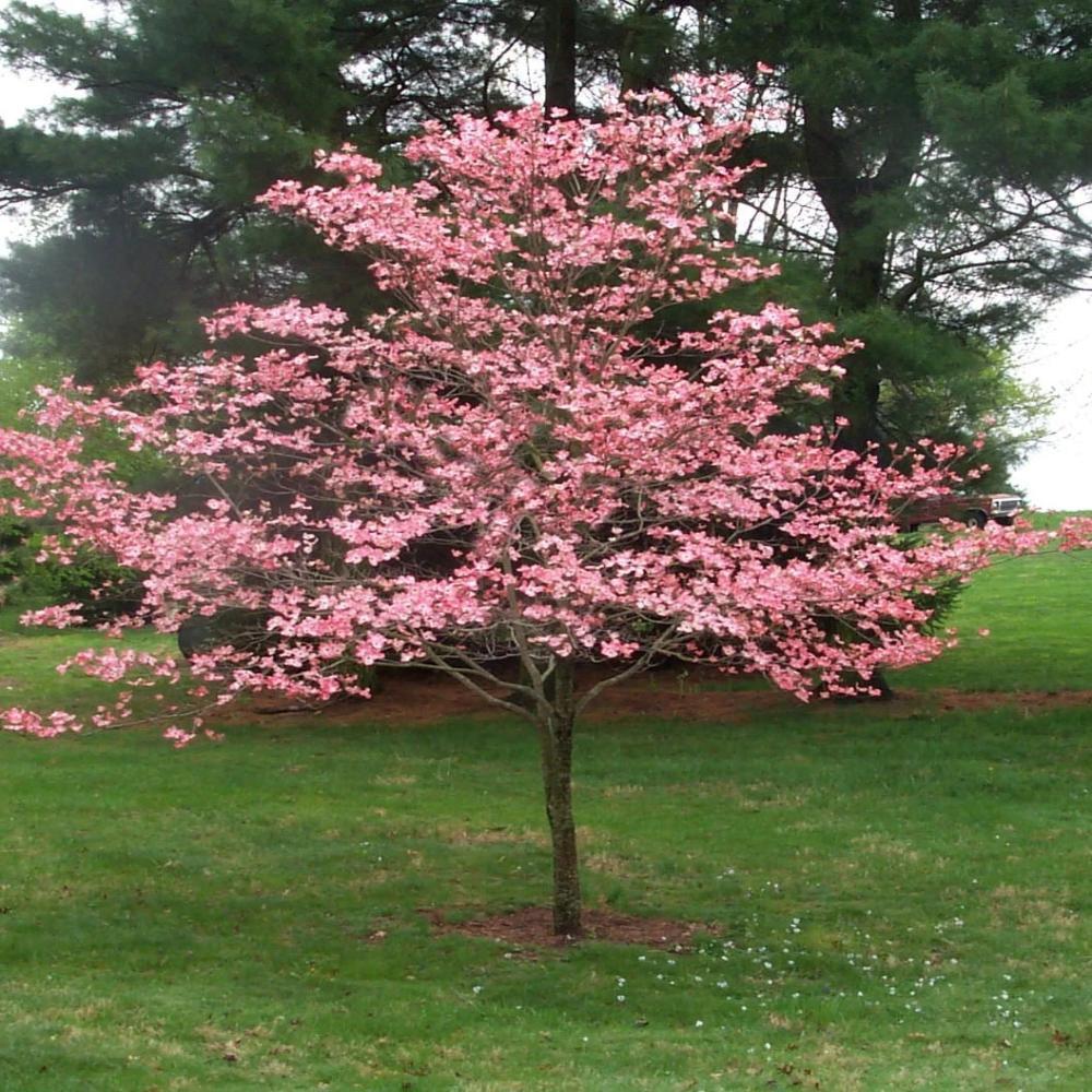 Cherokee Chief Dogwood Tree- Gorgeous Red Flowers In Spring, Vibrant Red Berries, Green Leaves Turn Crimson In Fall.