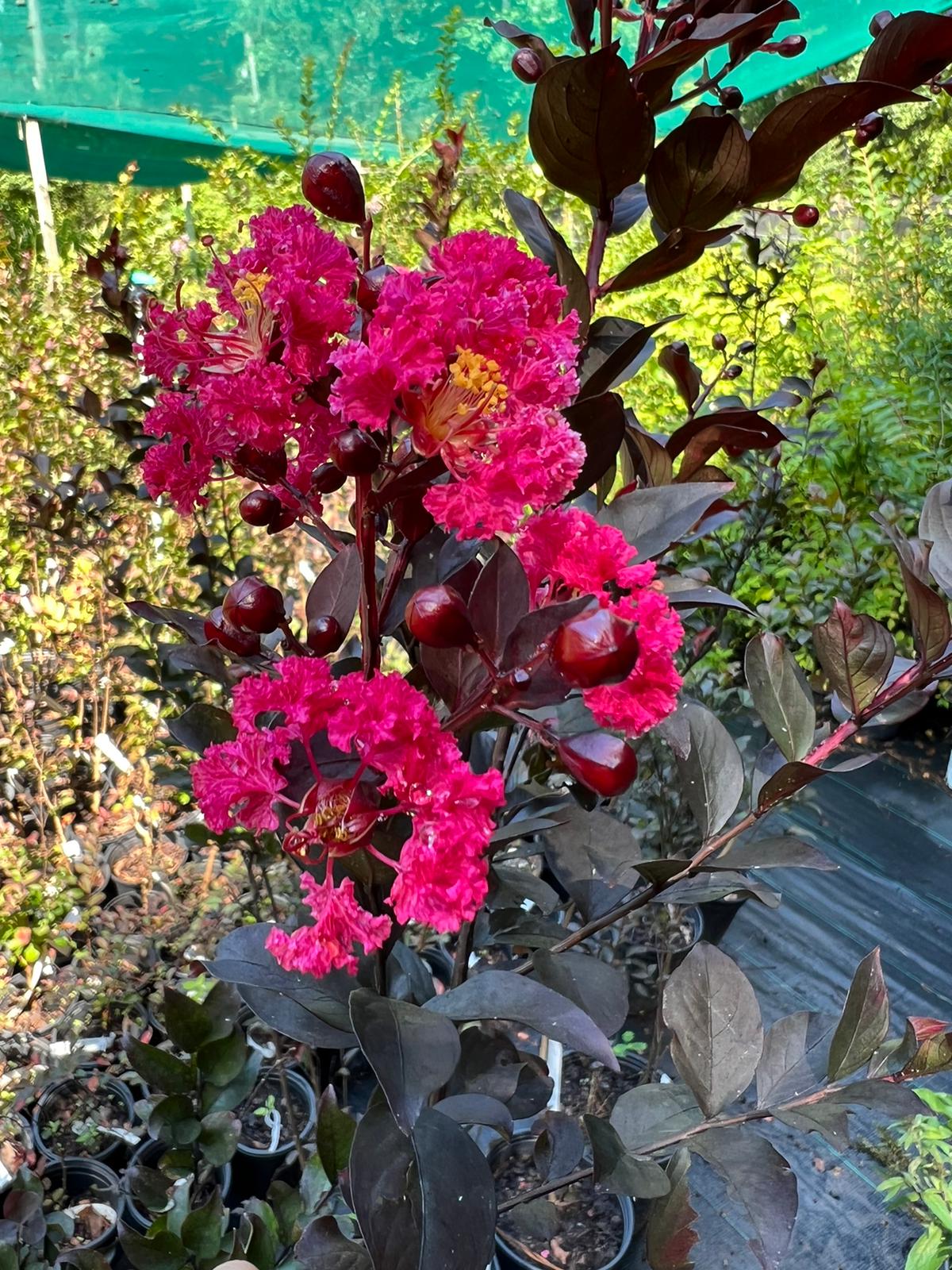 Double Dynamite Crape Myrtle