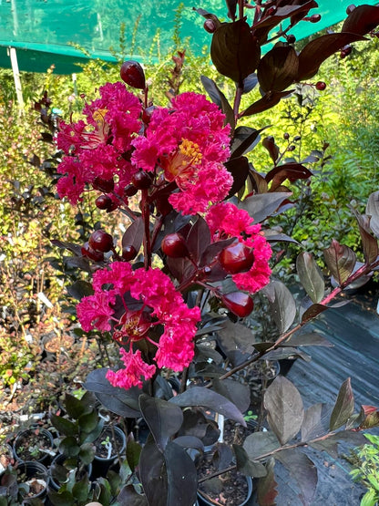 Double Dynamite Crape Myrtle