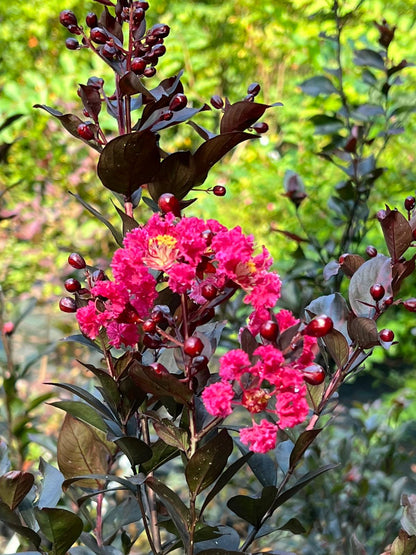 Double Dynamite Crape Myrtle