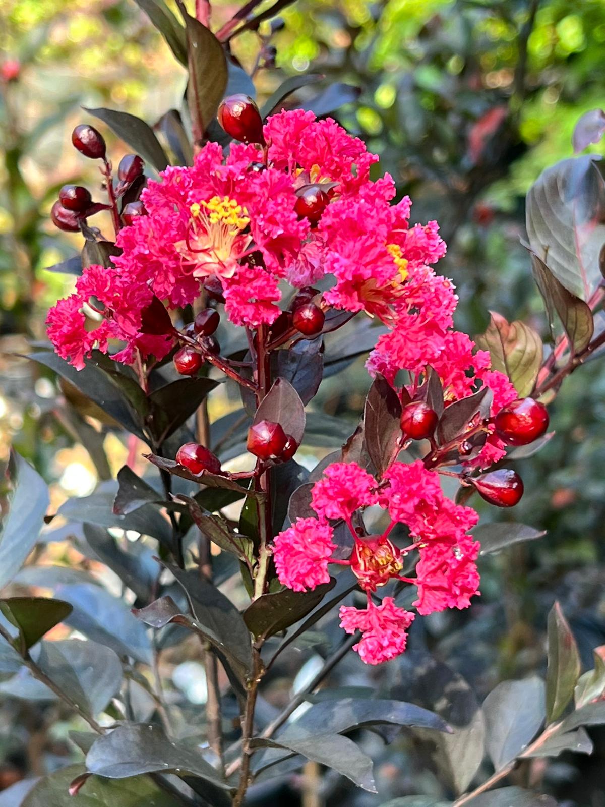 Double Dynamite Crape Myrtle