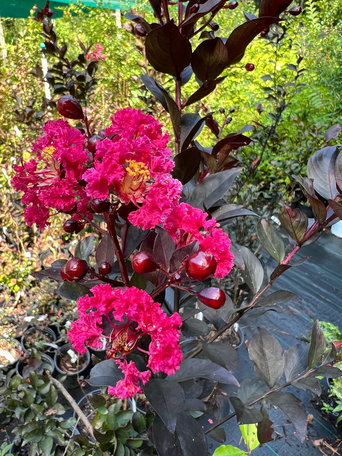 Double Dynamite Crape Myrtle