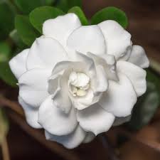 Double Mint Gardenia- Gorgeous Intense Fragrance, Reblooming Gardenia To The Point of Continuous Bloom Through Summer, Can Take Full Sun