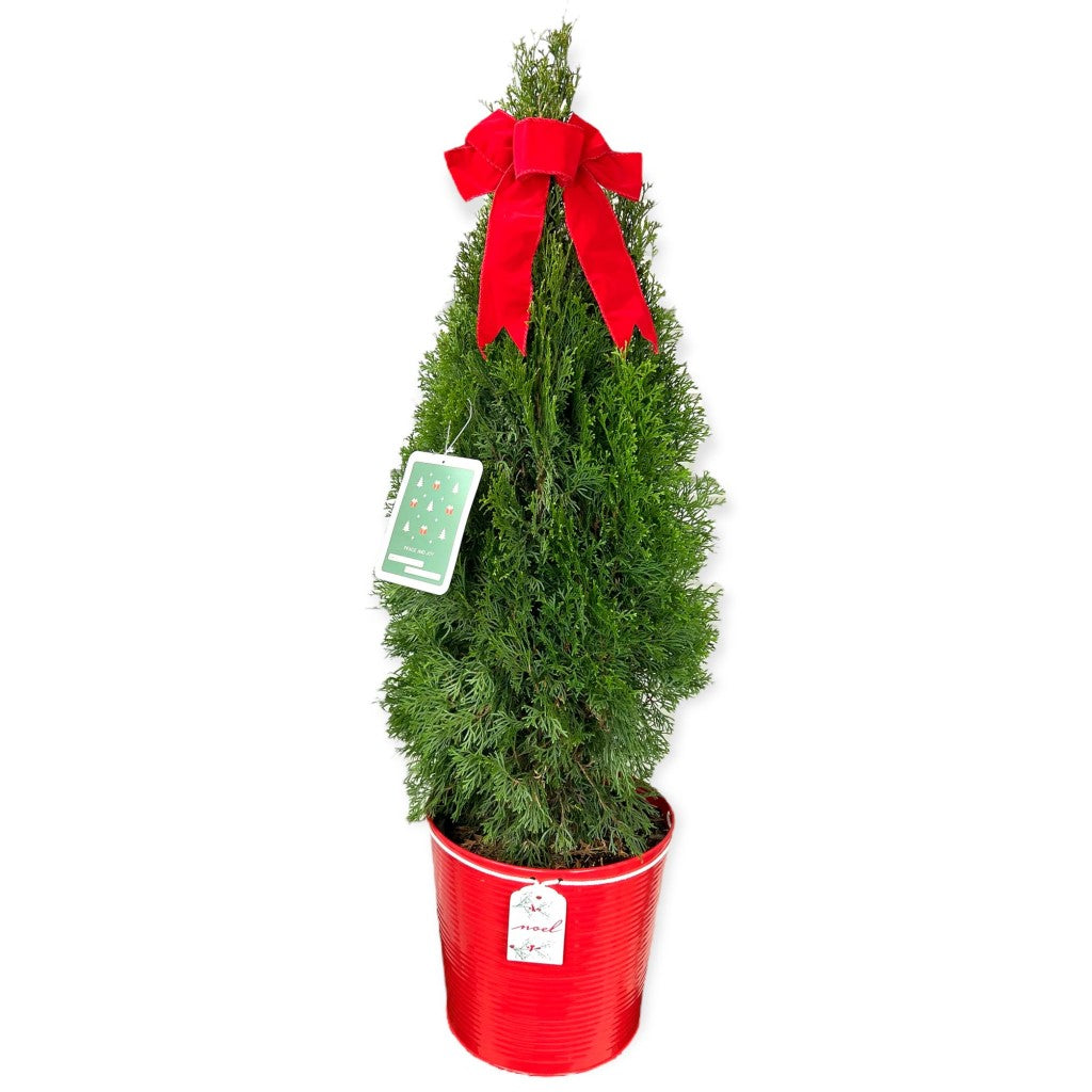 Thuja Emerald Green Arborvitae-Mini Christmas Trees Live