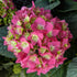 Hydrangea Summer Crush Macrophylla &