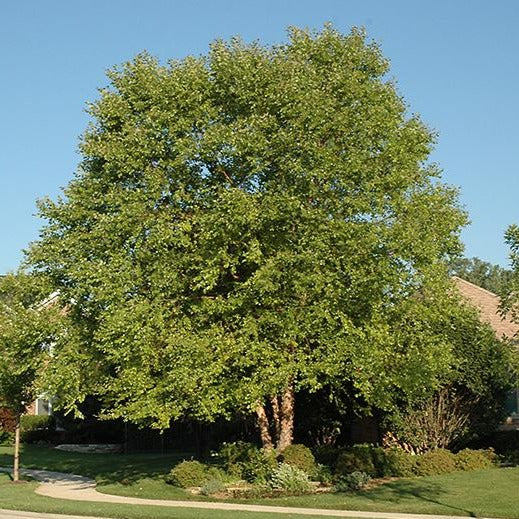 Heritage River Birch