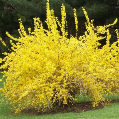 Forsythia Spring Glory, Stunning Arching Branches On This Vase-Shaped Shrub