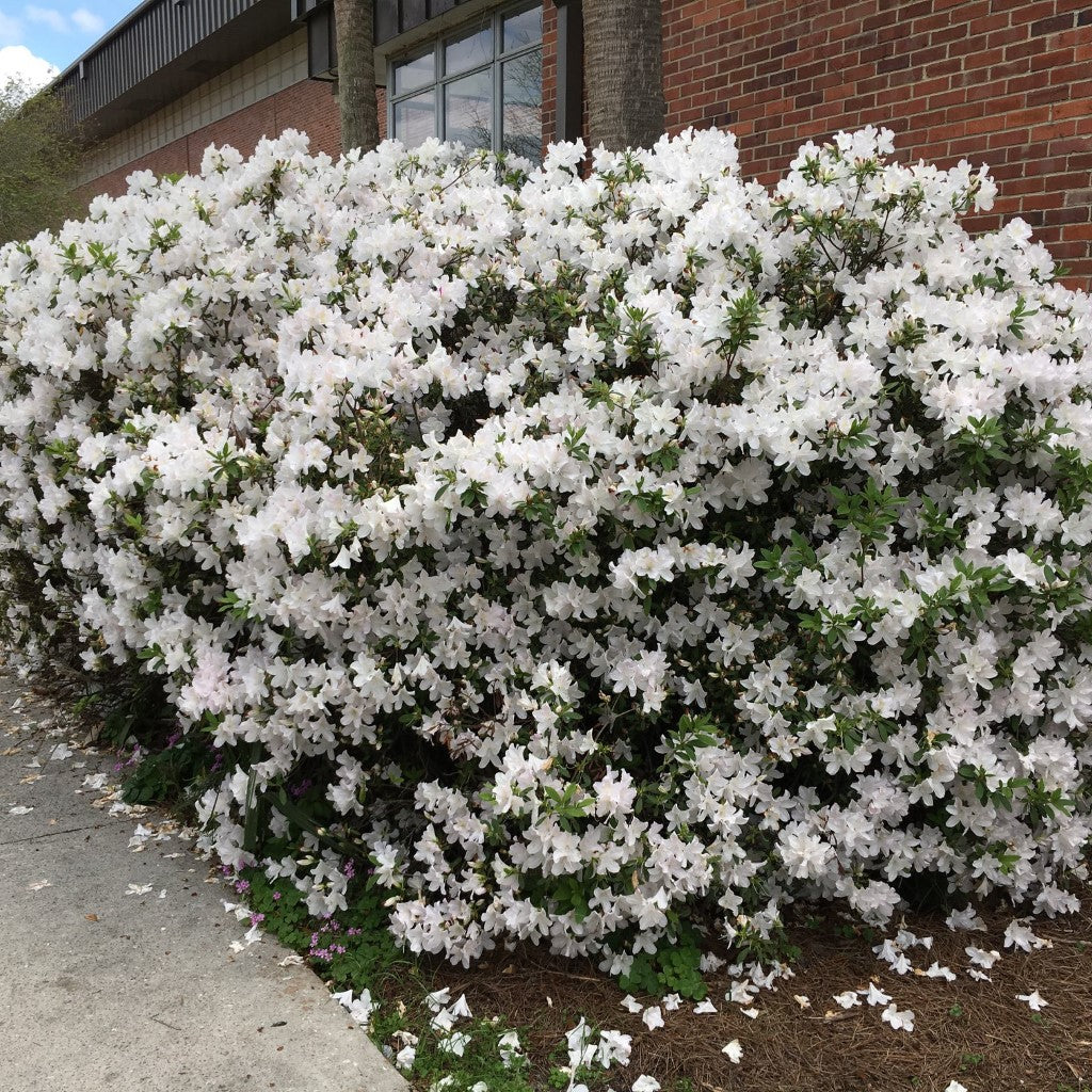 (Hybrid) Mrs.G.G Gerbing Azalea - Evergreen, Gorgeous Display of White Blooms