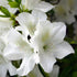 (Hybrid) Mrs.G.G Gerbing Azalea - Evergreen, Gorgeous Display of White Blooms