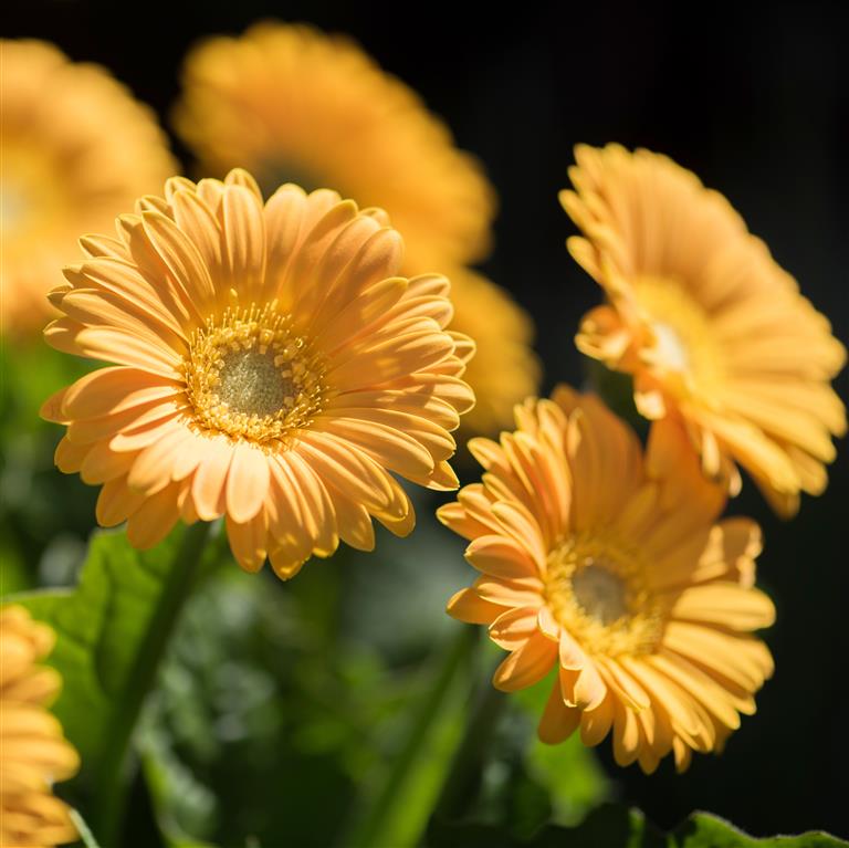 (1 Gallon) Gerbera Garvinea Sweet Smile Gerber Daisy