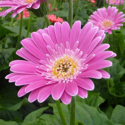 (1 Gallon) Gerbera Garvinea® Sweet Surprise Gerber Daisy