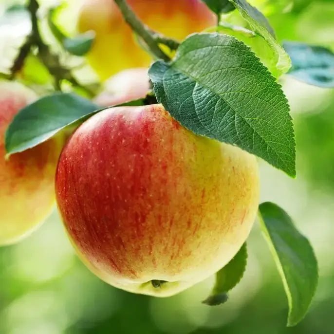 Grow Organic | Gala Apple Tree