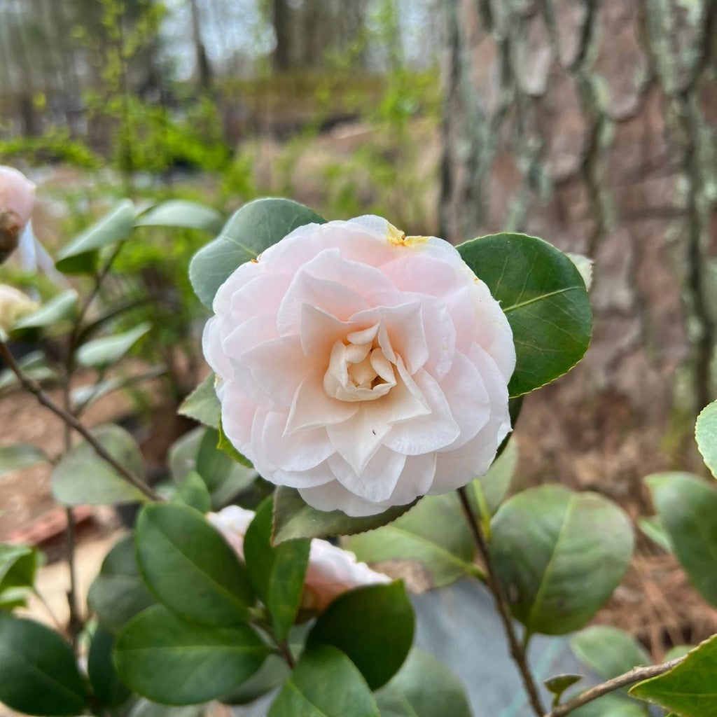 Goggy Camellia-Beautiful Double White Blooms