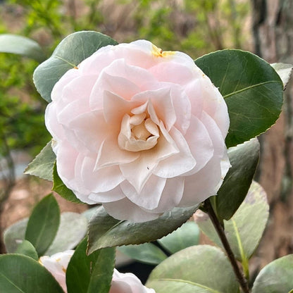 Goggy Camellia-Beautiful Double White Blooms