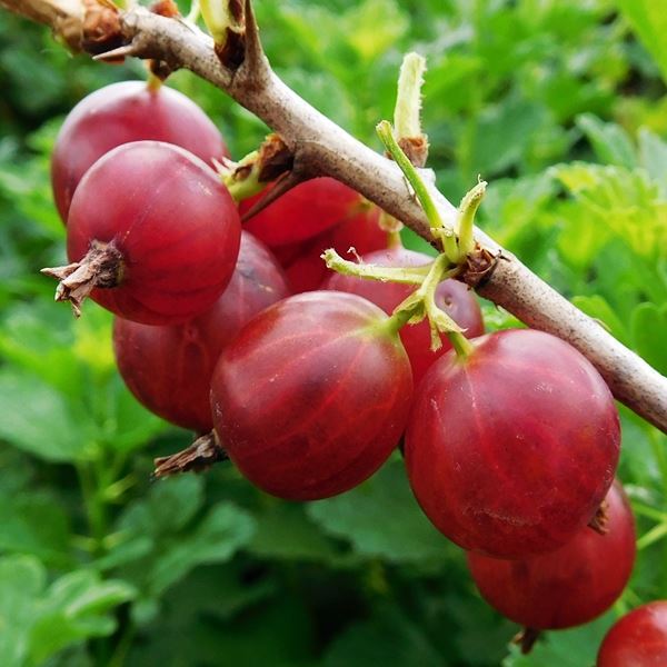 HINNOMAKI RED GOOSEBERRIES- Attractive large, deep red berries, unique tart and sweet combination. Tart skin covers the sweet flesh.