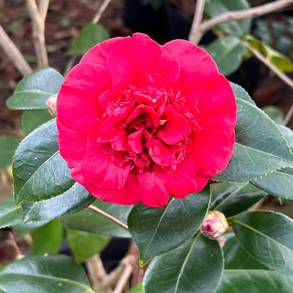 Camellia Governor Mouton-Stunning Oriental Red Blooms