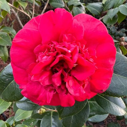 Camellia Governor Mouton-Stunning Oriental Red Blooms