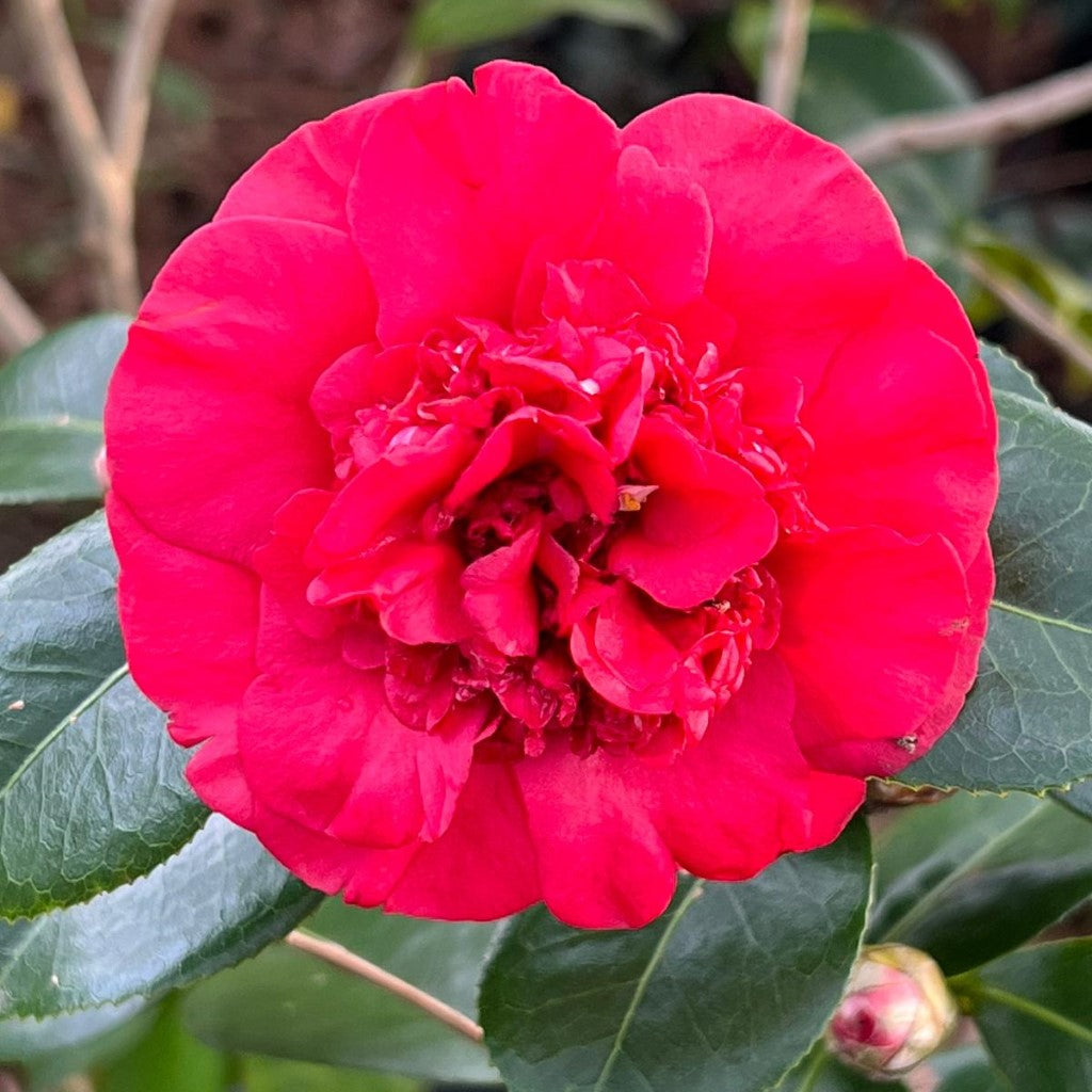 Camellia Governor Mouton-Stunning Oriental Red Blooms