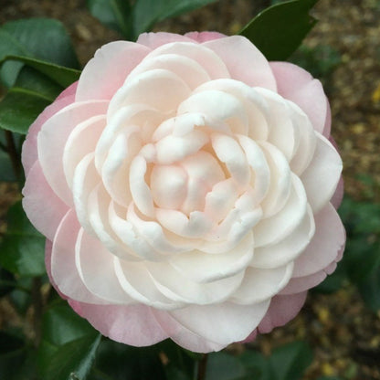 Goggy Camellia-Beautiful Double White Blooms