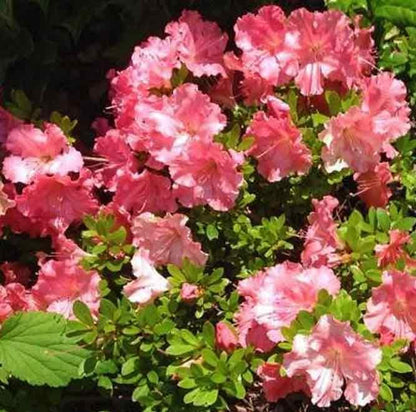 Gumpo Pink Dwarf Azalea-Miniature Azalea. Dense, Low &amp; Mounding. Late Season Bloomer.