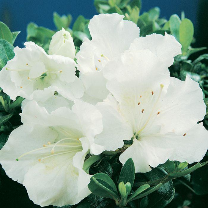 Gumpo White Dwarf Azalea-Dwarf Evergreen Azalea. Dense, Low &amp; Mounding. Late Season Bloomer.