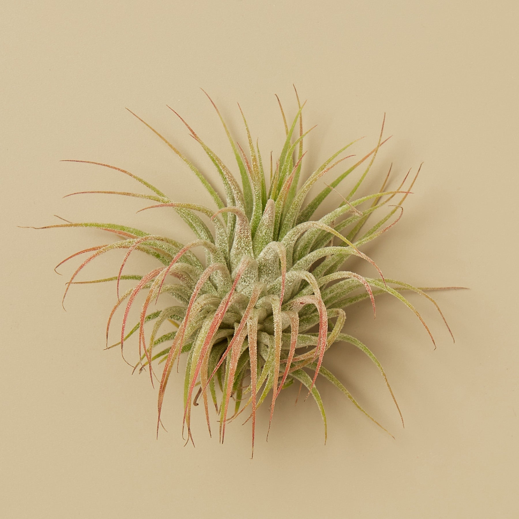 Tillandsia Air Plant Ionantha w/ Fertilizer - House Plant Shop