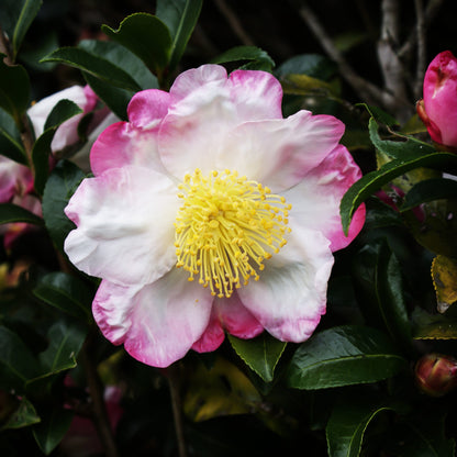 Hana Jiman Camellia-Gorgeous Soft pink Petal with Yellow Center