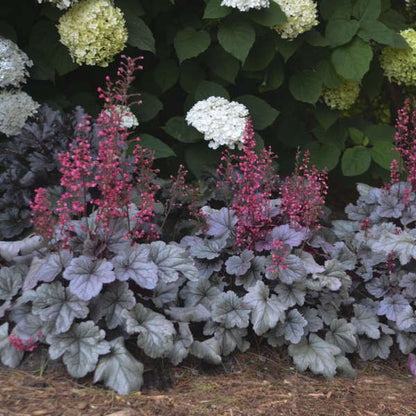 1 Gallon Pot: Heuchera Dolce® &