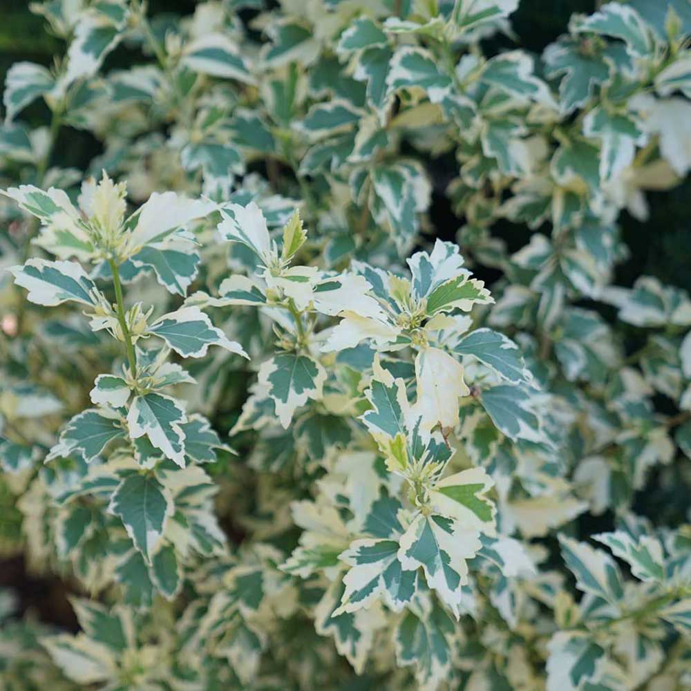 Variegated Lucy Althea