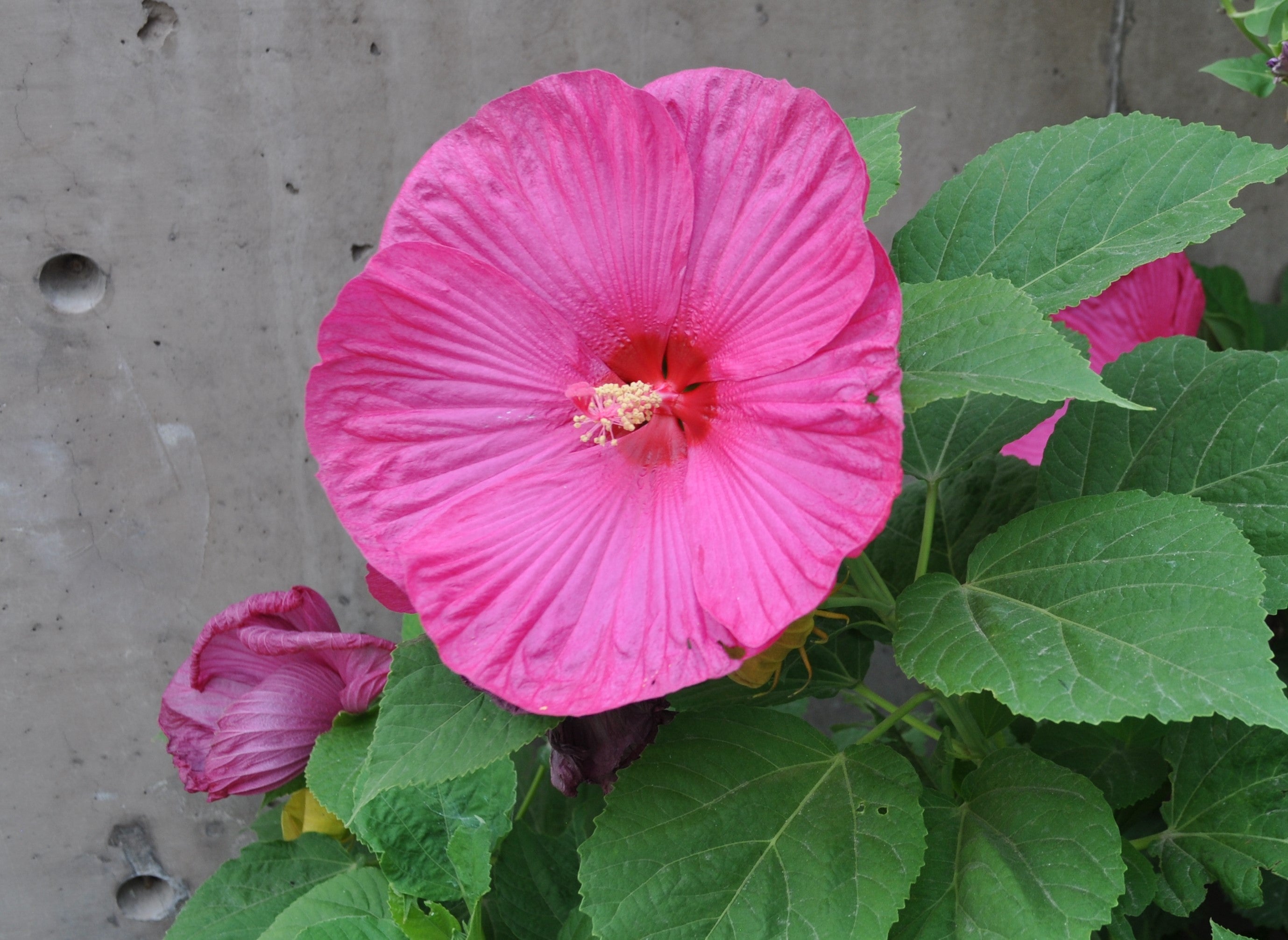 Hibiscus &