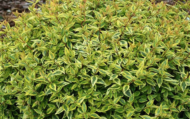 Radiance Abelia- Compact, Crimson Stems, Gorgeous Attractive Variegated Foliage