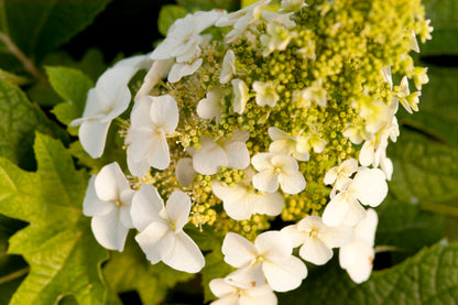 Jetstream Hydrangea