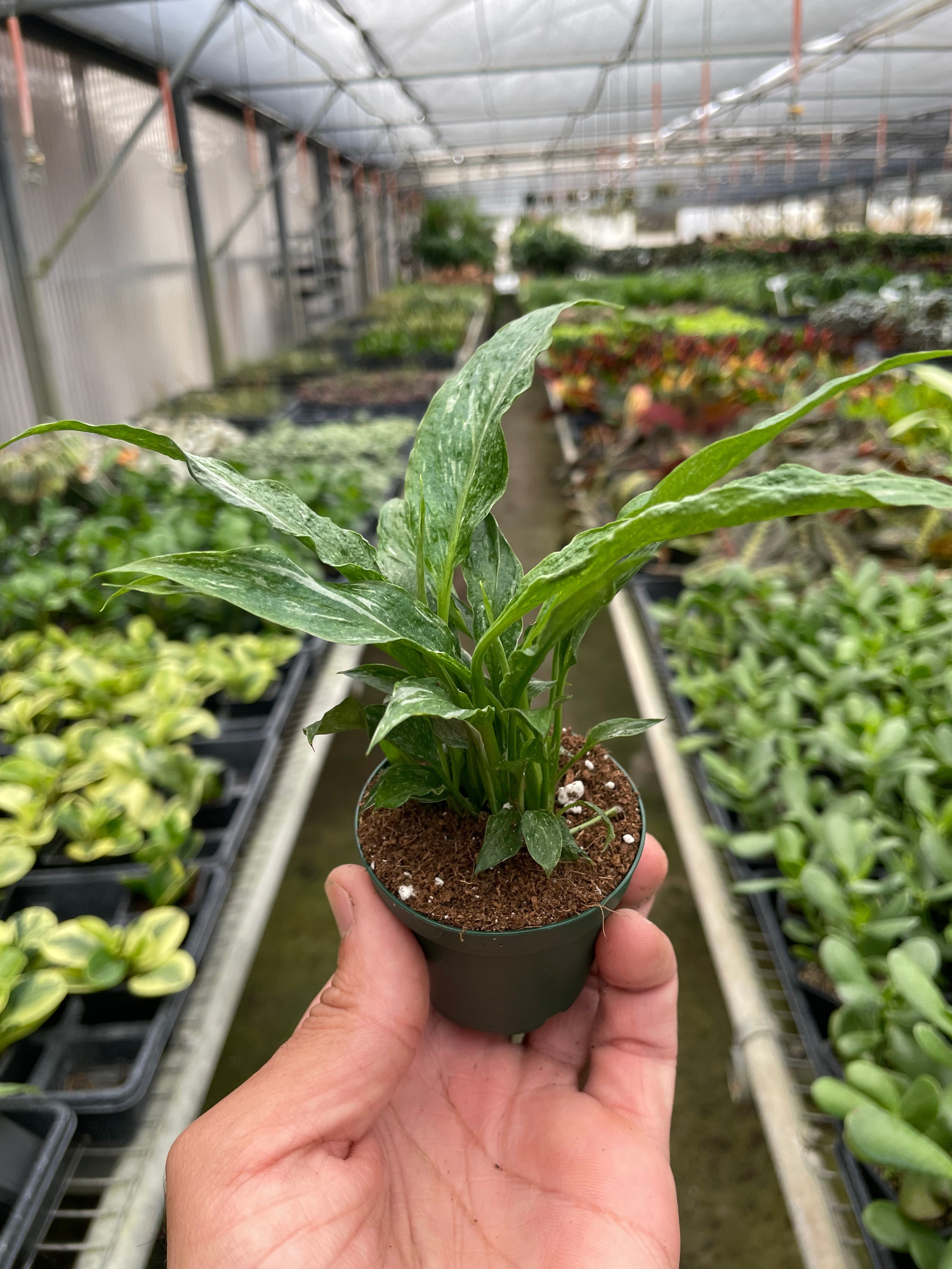 Variegated Spathiphyllum &