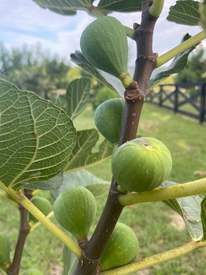 Ischia Fig Tree - Nutritious Green Skinned Fig