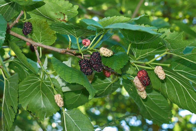 Morus Alba White Mulberry - Nutritional Powerhouse - EZ Growing Plants